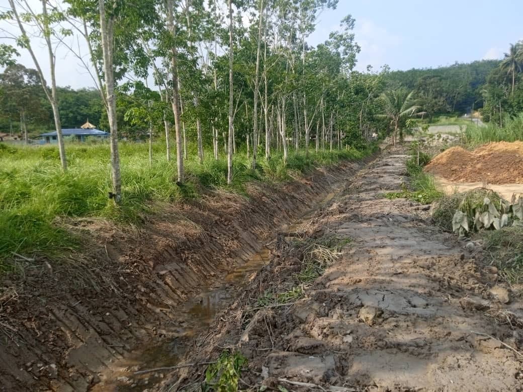 Parit ladang yang baru digali di sepanjang barisan pokok getah